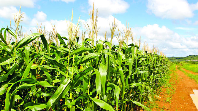 Organic fertilizer bags